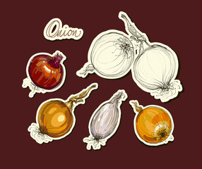 vector hand drawing realistic stickers  onions