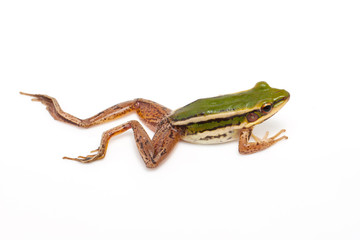 green frog (green paddy frog) on white background