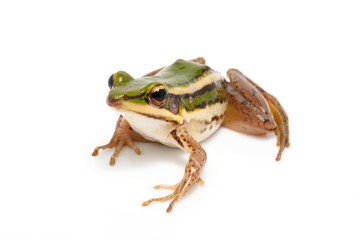 green frog (green paddy frog) on white background