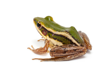 green frog (green paddy frog) on white background