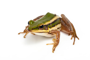green frog (green paddy frog) on white background