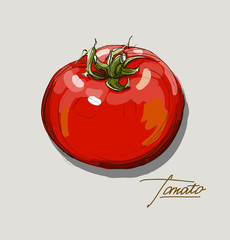 vector hand drawing juicy tomatoes