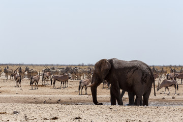 Fototapeta na wymiar crowded waterhole with Elephants