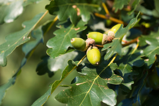 gree oak acorn