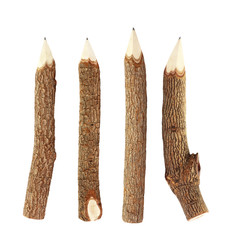 Branch pencil on white background