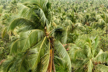 Coconut trees in Kerala, India