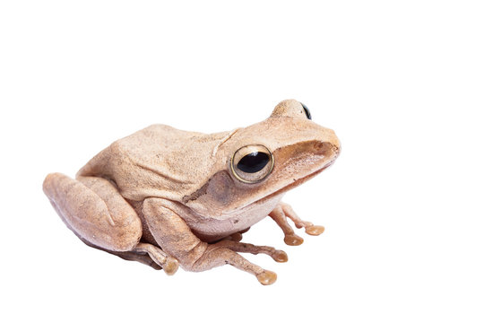 Tree frog on white background