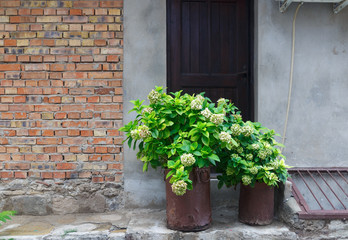 Buckets with green plants