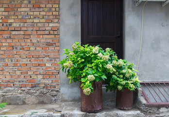 Fototapeta na wymiar Buckets with green plants