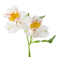 Alstroemeria flowers isolated on white background.