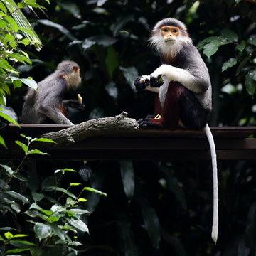 Grey-Shanked Douc Monkey Resting at Its Habitat