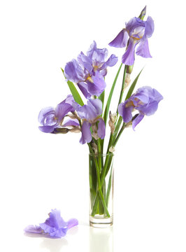 bouquet of spring purple Irises in a vase isolated on a white background.