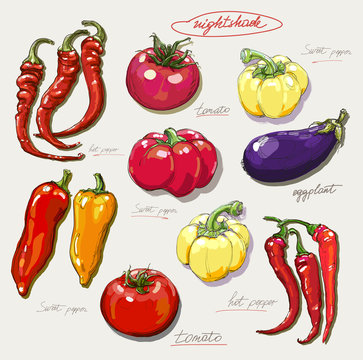realistic vector hand drawing set of vegetables