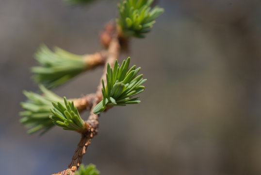 Abietoideae Images Browse 31 Stock Photos, Vectors, and Video Adobe