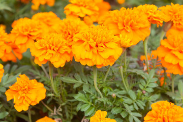 Marigolds (Tagetes erecta, Mexican marigold, Aztec marigold, Afr