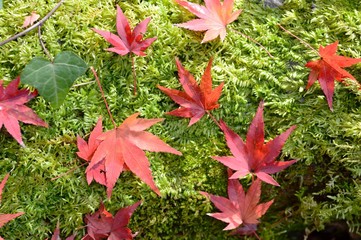 苔に落ちる紅葉