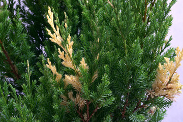 Juniperus chinensis Variegata - obrazy, fototapety, plakaty
