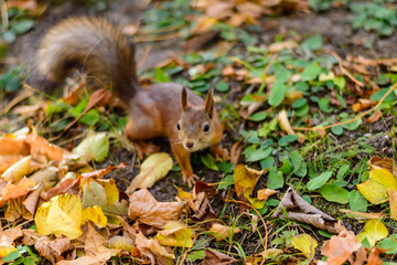 Naklejka na ściany i meble A squirrel sits on the leaves in the forest.