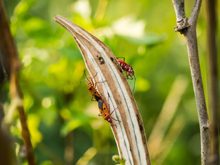 Three bugs.