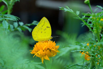 yellow butterfly and flower