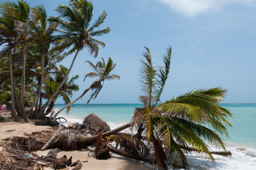 Fallen down Palm Tree in the wind on caribbean white sand beach coast under blue sky at tropical Corn Island