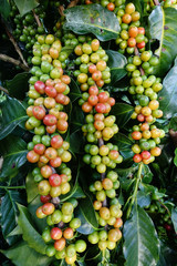 Coffee beans ripening on a tree.