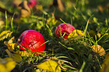 Two red apples on green grass in garden. Background with autumn leaves and apples.