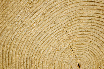 Texture of wood cut to the year rings. Wooden background.