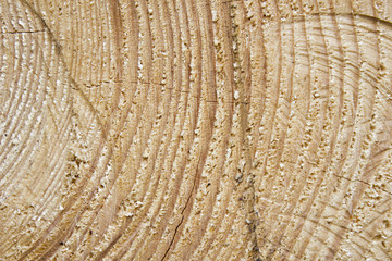 Naklejka premium Texture of wood cut to the year rings. Wooden background.