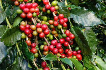 Coffee beans ripening on a tree.