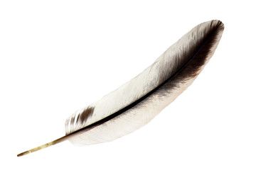 feathers isolated on white background