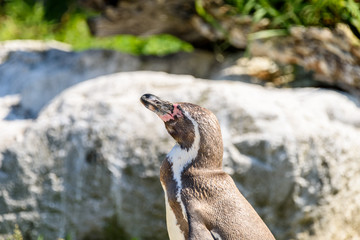 Magellanic Penguin (Spheniscus Magellanicus) Portrait