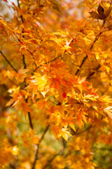 Naklejka na ściany i meble colorful leaves in autumn
