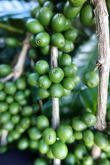 Green coffee beans on stem.
