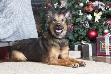 собака и елка