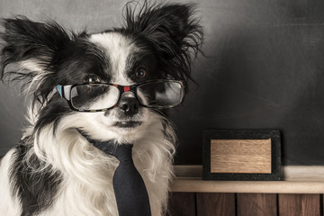 Dog as a school teacher with glasses and tie