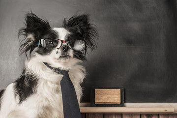 Dog as a school teacher