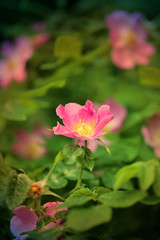 Obraz na płótnie Canvas Beautiful rose with pink petals