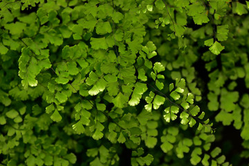 Green leaf background