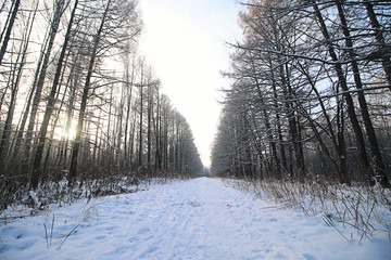 Winter snow park forest
