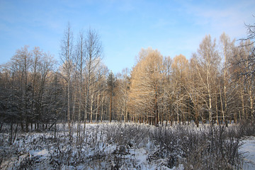 Winter snow park forest