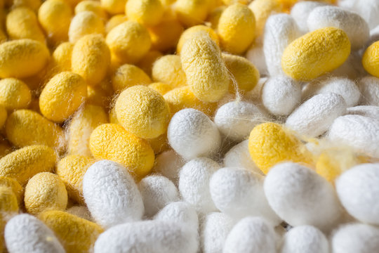 Selective focus between Yellow and white cocoon