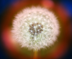 Beautiful dandelion flower