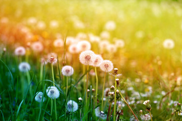 Beautiful dandelion flower