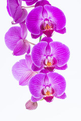 Fototapeta na wymiar White and Purple Phalaenopsis Orchid