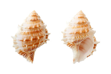 Shell isolated on white background