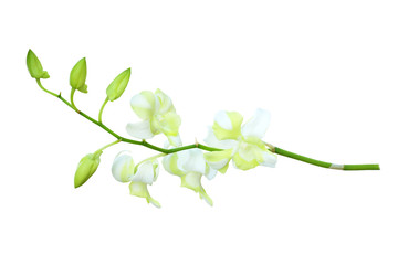  Orchid isolated on white background