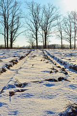 Зимний солнечный морозный день.