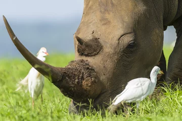 Crédence de cuisine en verre imprimé Rhinocéros Oiseaux de corne de rhinocéros gros plan animal de la faune