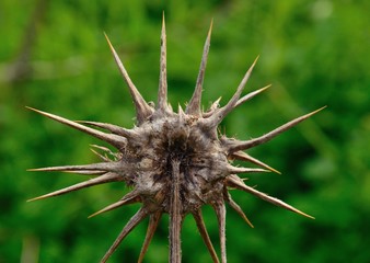 Dry flower of milk thistle, silybum marianum